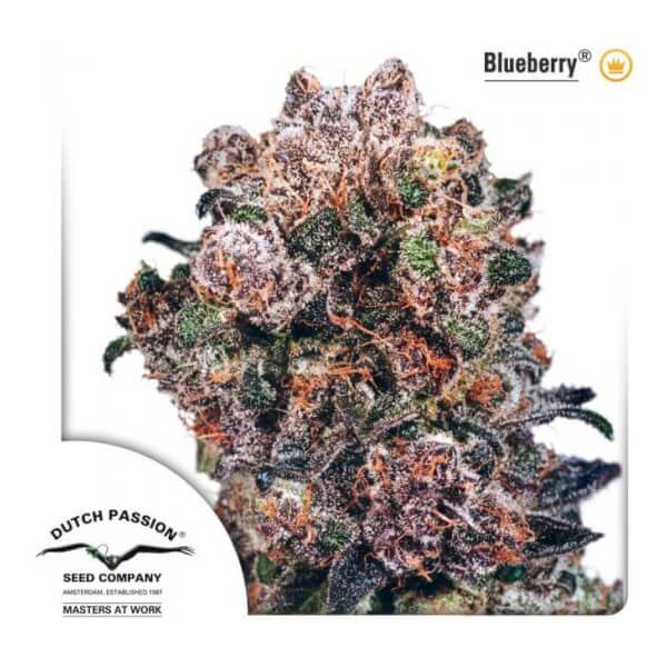 Blueberry