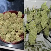 Orange Bud