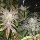 Orange Bud