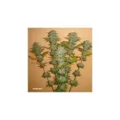 Orange Bud
