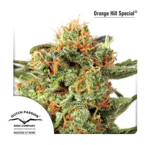 Orange Hill Special - Regular