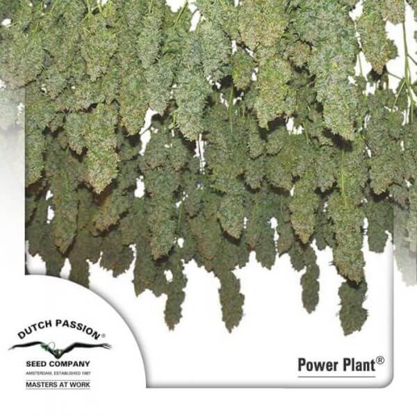Power Plant
