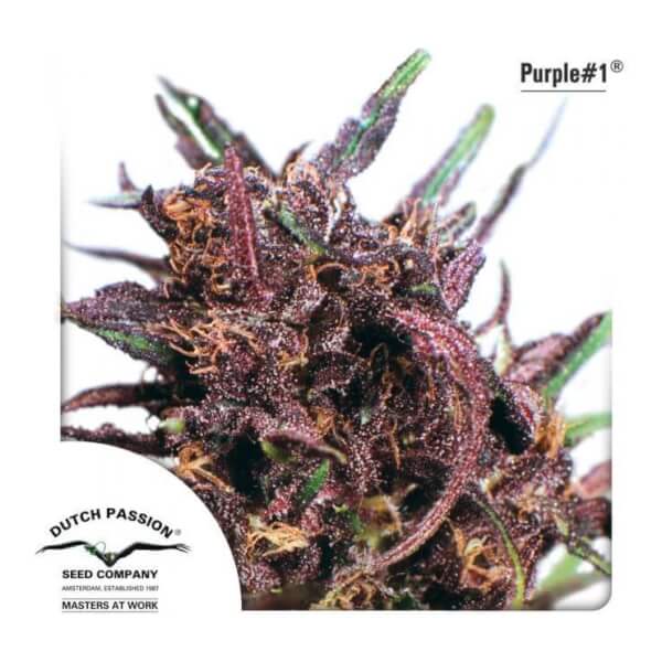 Purple #1