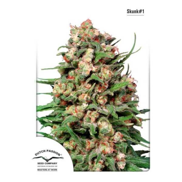 Skunk #1