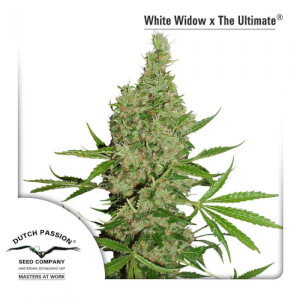 White Widow x The Ultimate