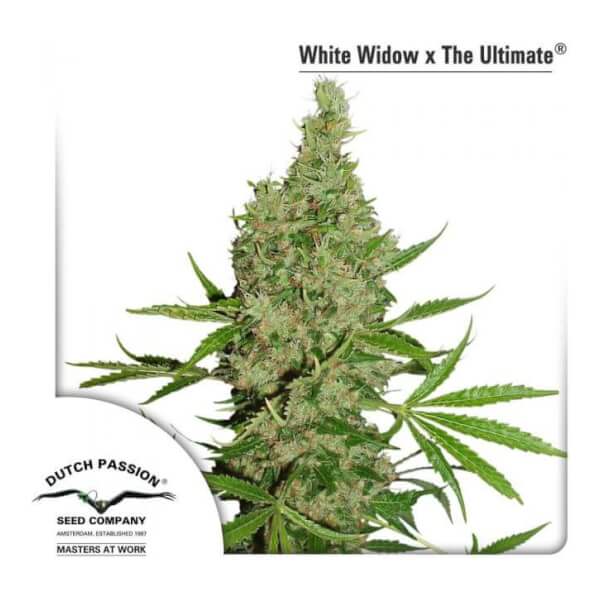 White Widow x The Ultimate