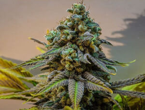 Cinderella 99 Reg