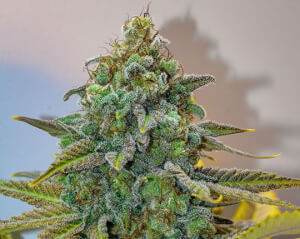 Cinderella 99 - Regular