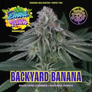 Backyard Banana