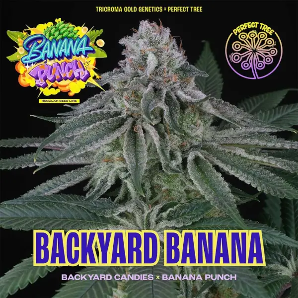 Backyard Banana