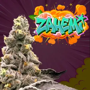 Zahemi