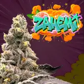 Zahemi