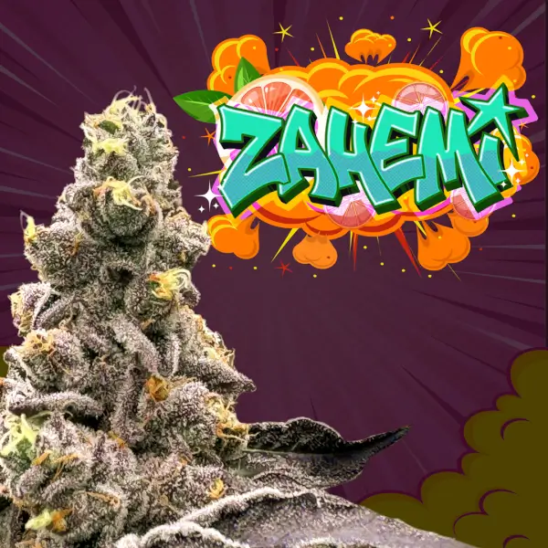 Zahemi