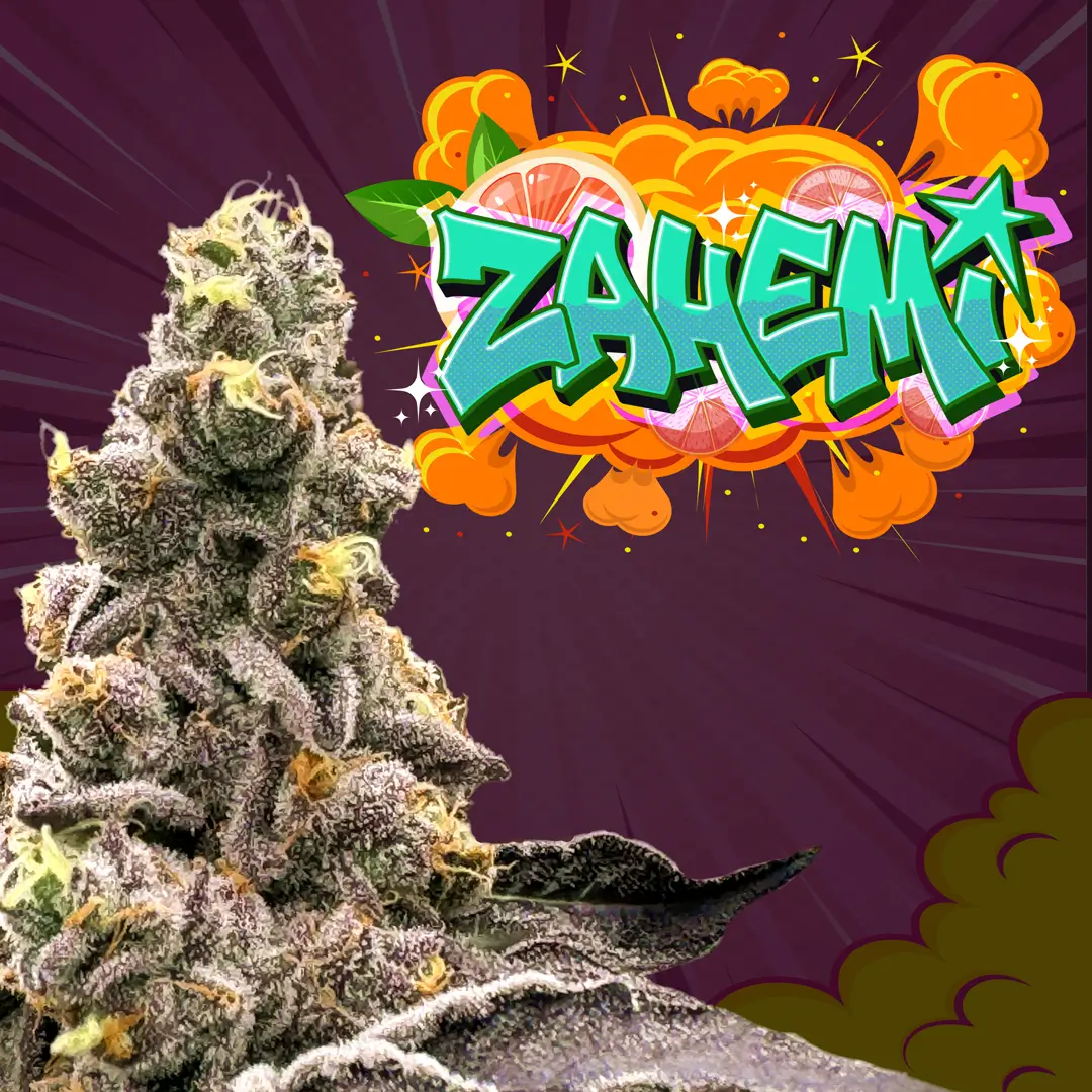 Zahemi