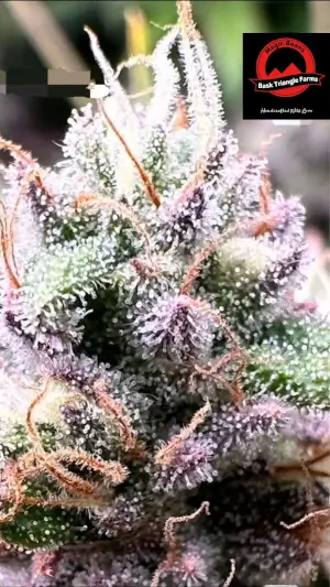 Frutopia