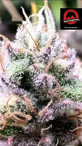 Frutopia