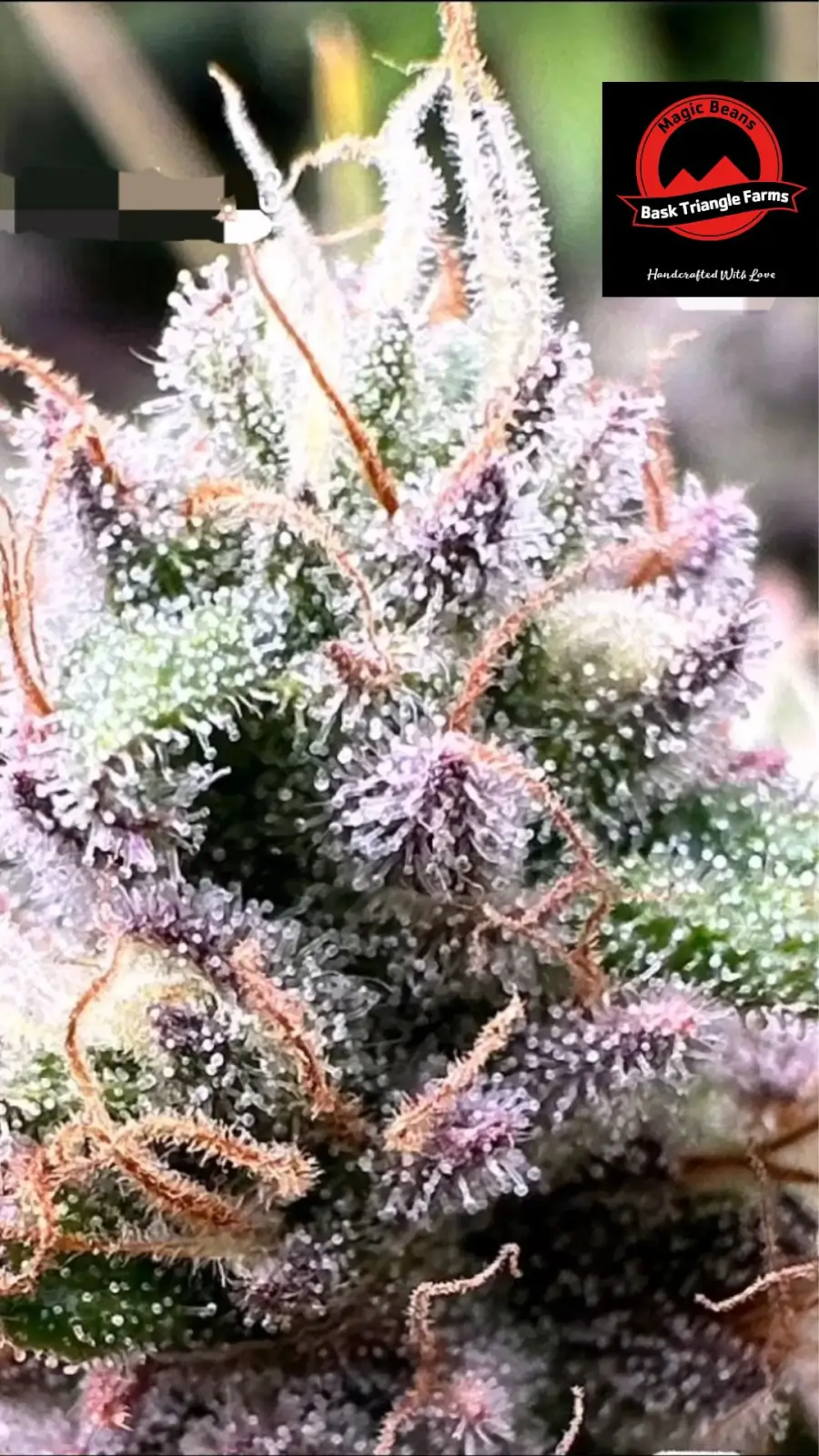Frutopia