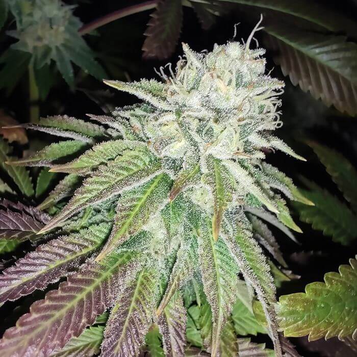 Zour Lemon