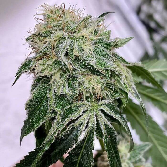 Chem Tini Regular
