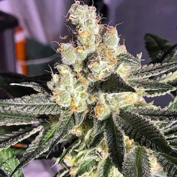 Blue Grape Fuel