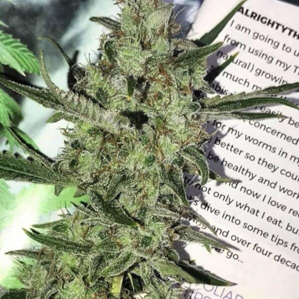 Petrol Skunk