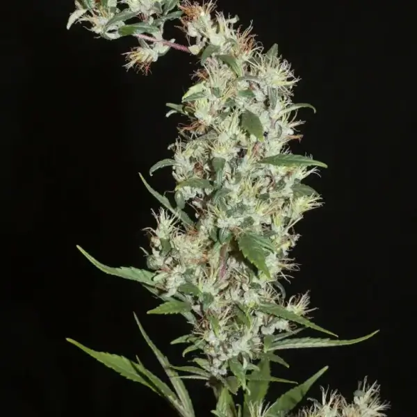 Moroccan Beldia