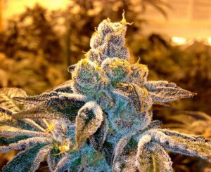 Candyland