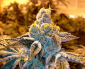 Candyland Reg
