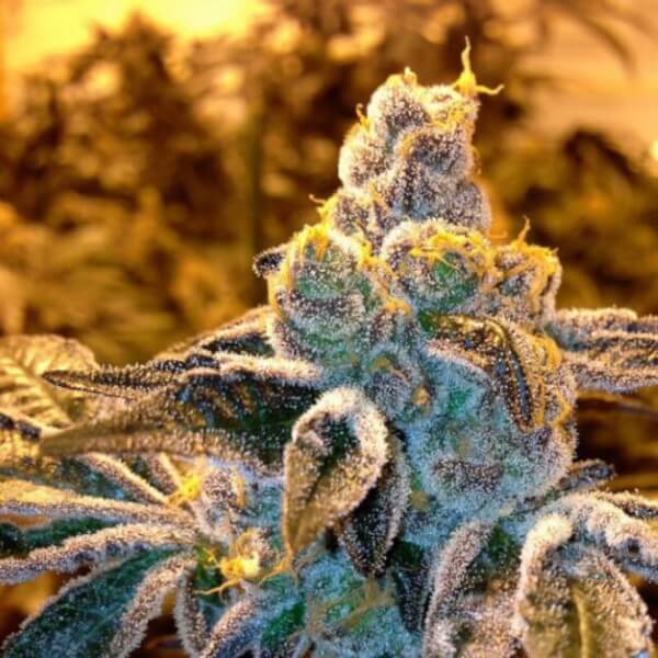Candyland