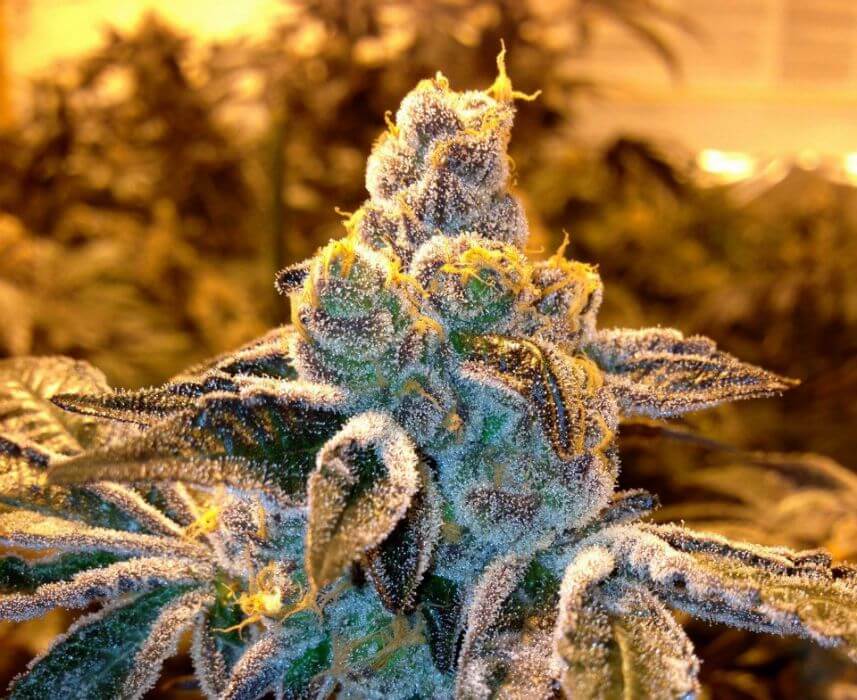 Candyland