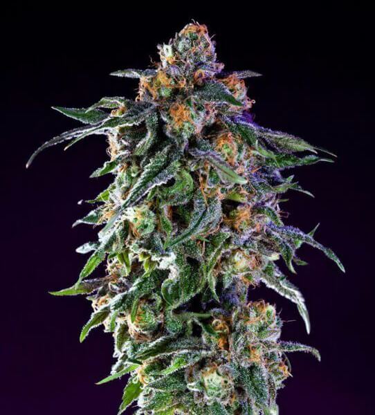 Original Grand Daddy Purple
