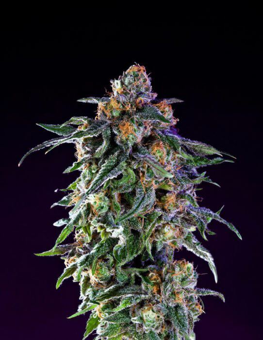 Granddaddy Purple