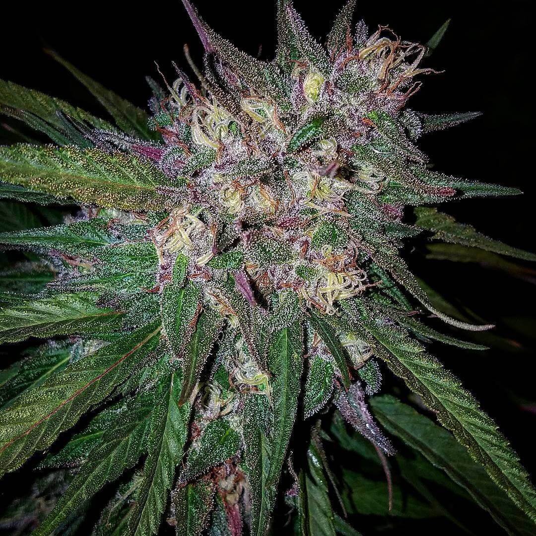 Bay Berry
