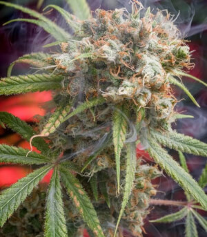 Canna-Wreck