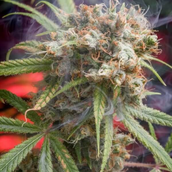  Canna-Wreck
