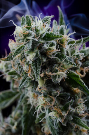 Quantum Kush