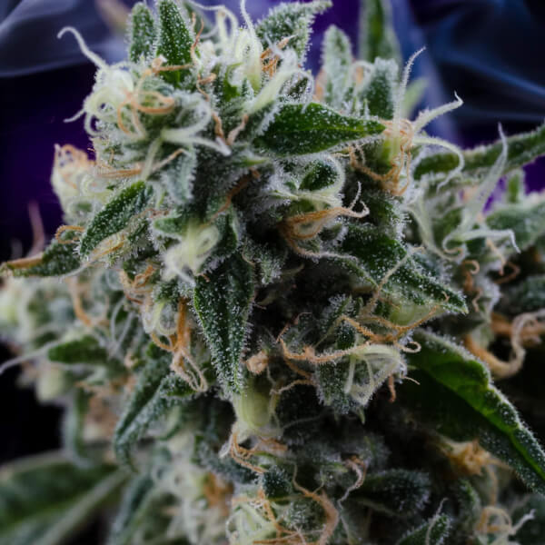Quantum Kush