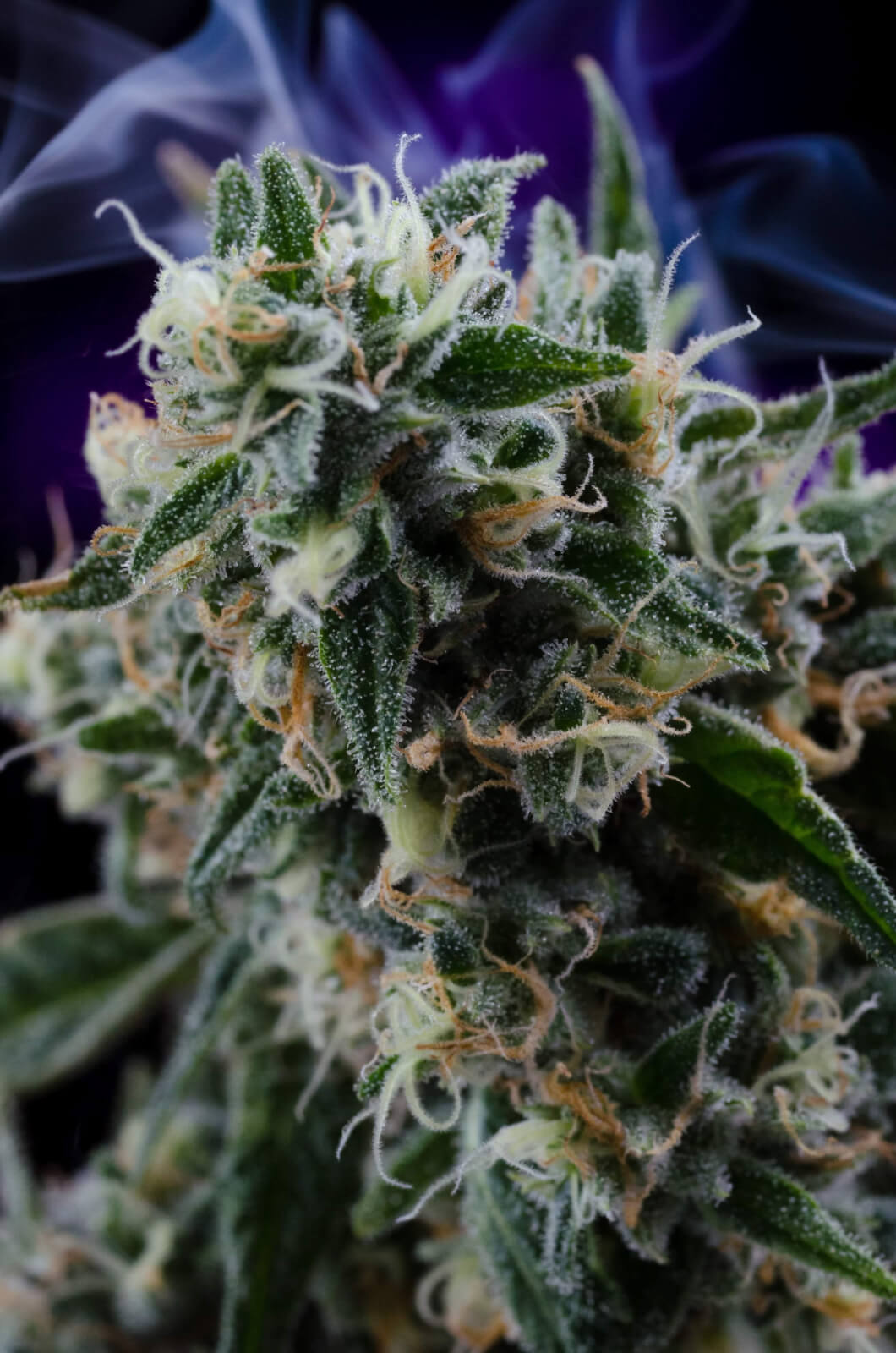 Quantum Kush