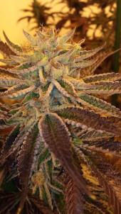 Best Friend OG