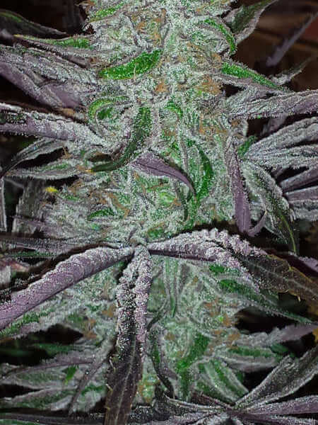 Best Friend OG