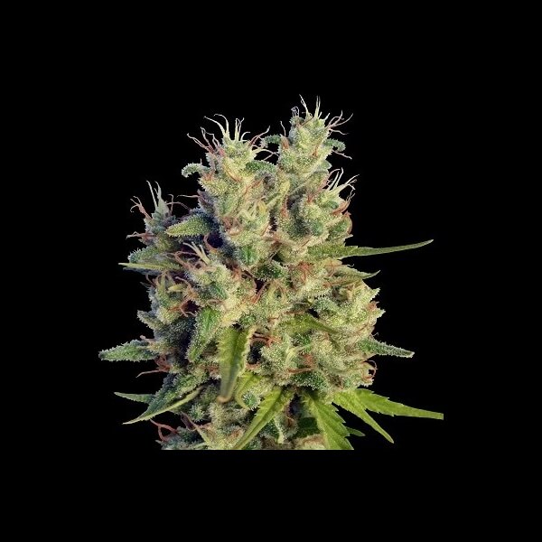 Super Malawi Haze