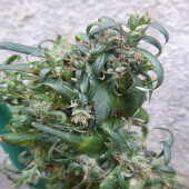 Hokkaido Japan Hemp