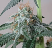 Nepal Jam - Regular