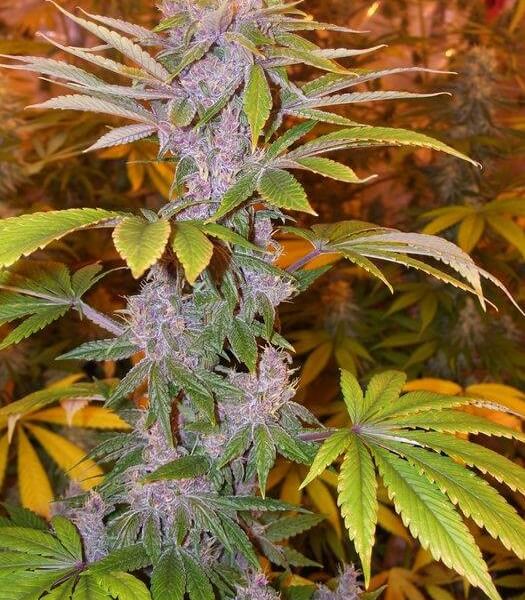 Pakistan Chitral Kush Reg