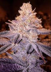 Peach Crescendo