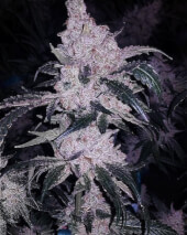 Headband Cookies