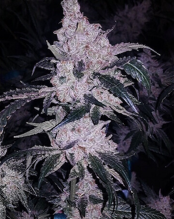 Headband Cookies