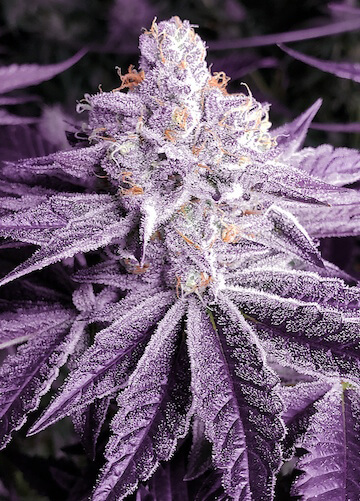Lilac OG BX1