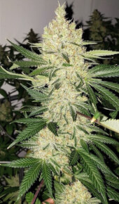 Super Lemon Haze F5