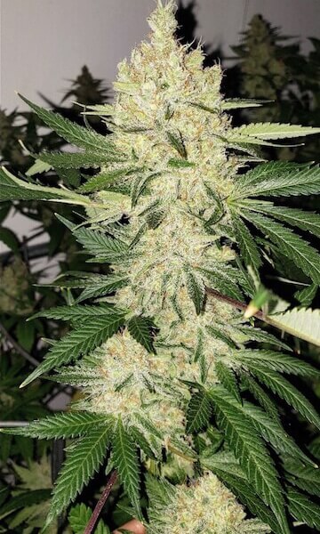 Super Lemon Haze F5